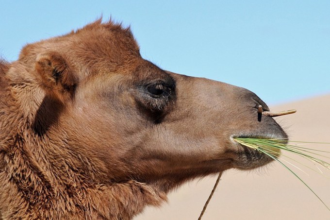 Sem medo de espinhos: como o camelo consegue comer cactos
