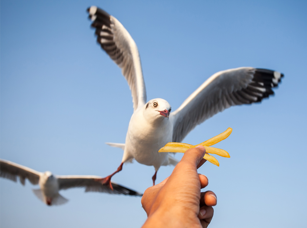 Homem brinca com o perigo e ilude gaivotas com batatas fritas