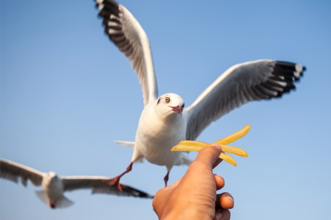 Homem brinca com o perigo e ilude gaivotas com batatas fritas