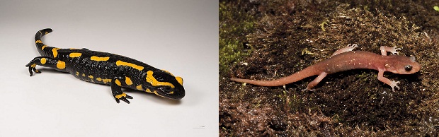 salamandra_salamandra_mhnt_1