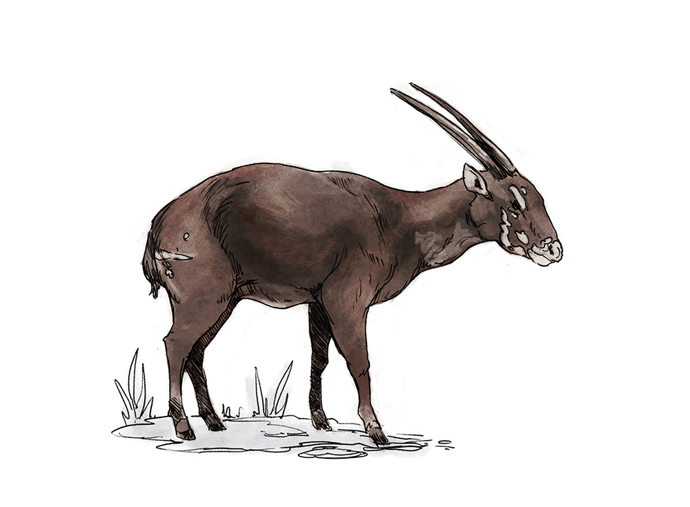 Os 10 animais com maior risco de extinção