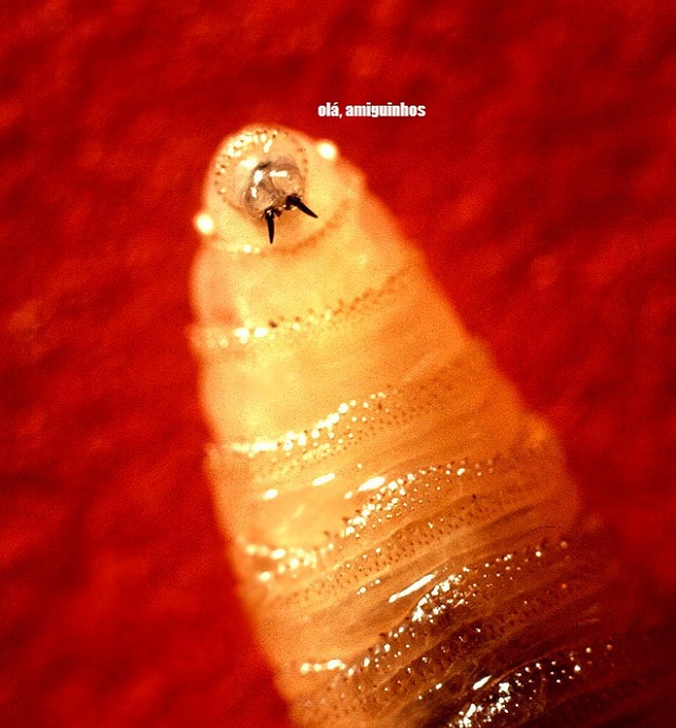 Screwworm_larva