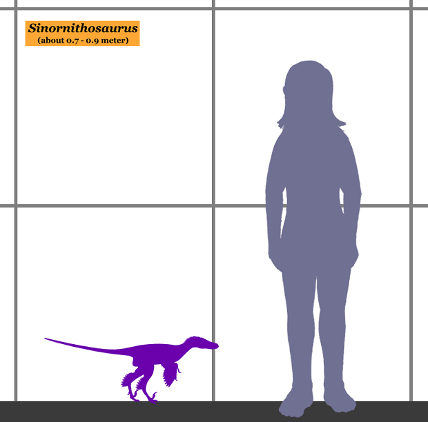 Sinornithosaurus_SIZE