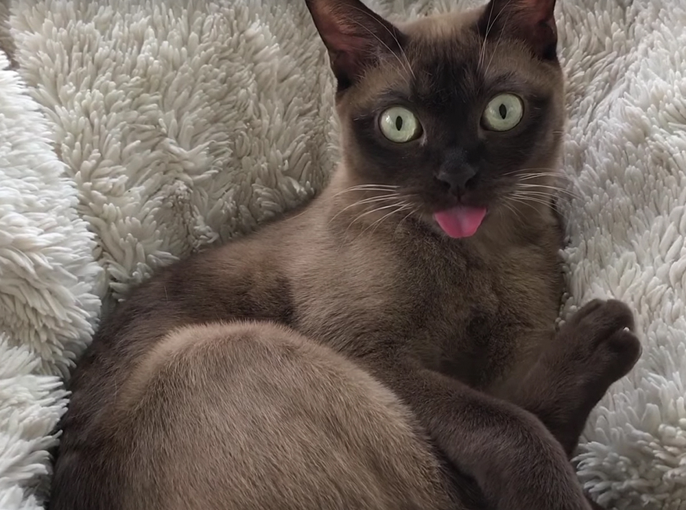 Sirene de tornado deixa gato completamente abobalhado