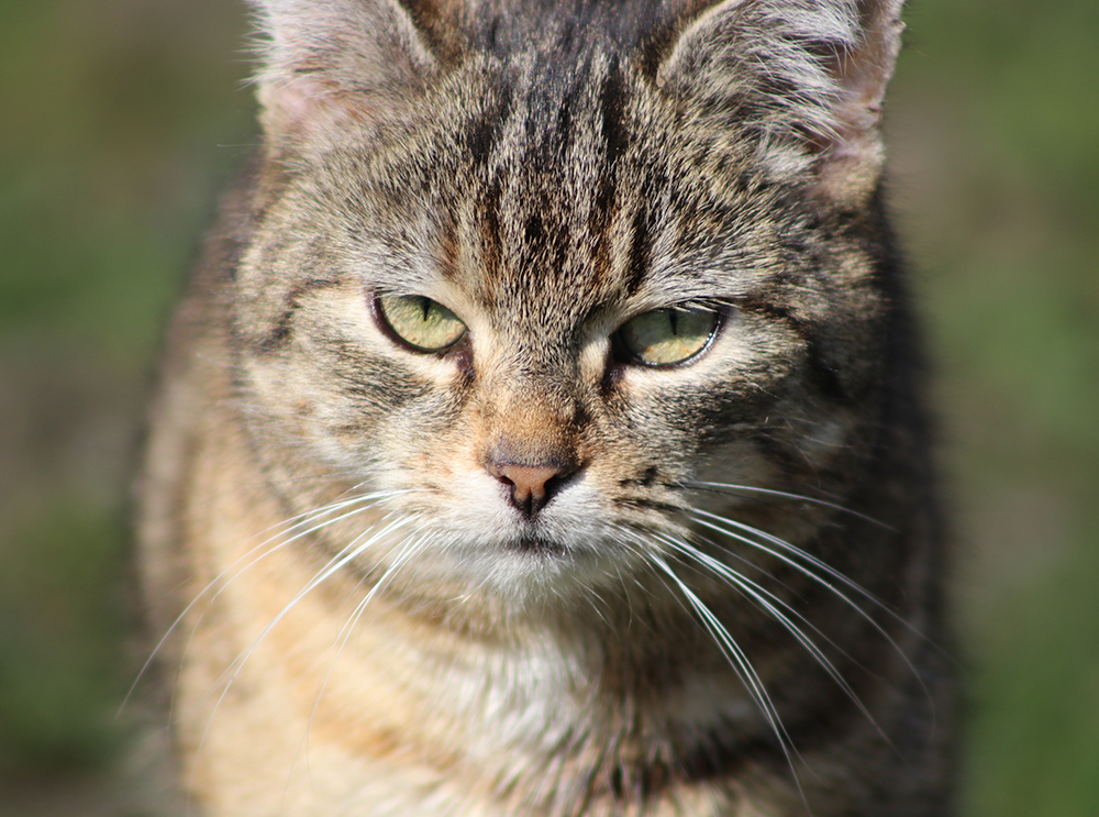 Por que os gatos podem ficar agressivos do nada?
