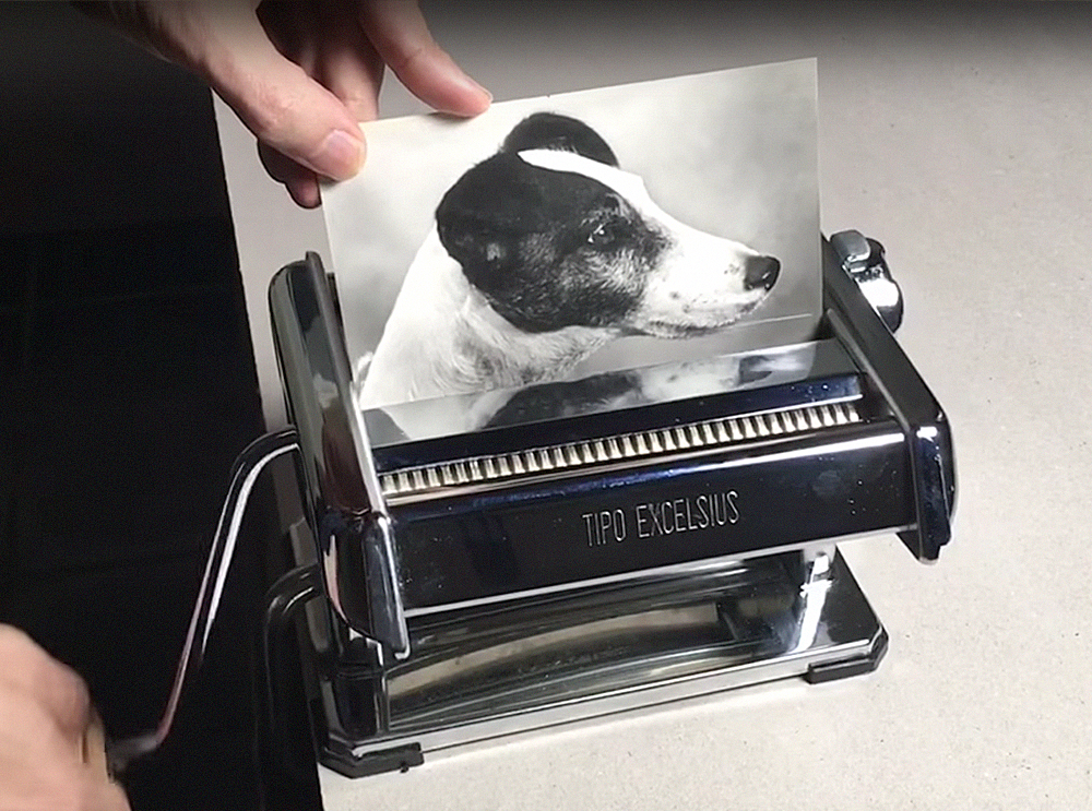 Fragmentadora de papel cria o milagre da multiplicação de cães