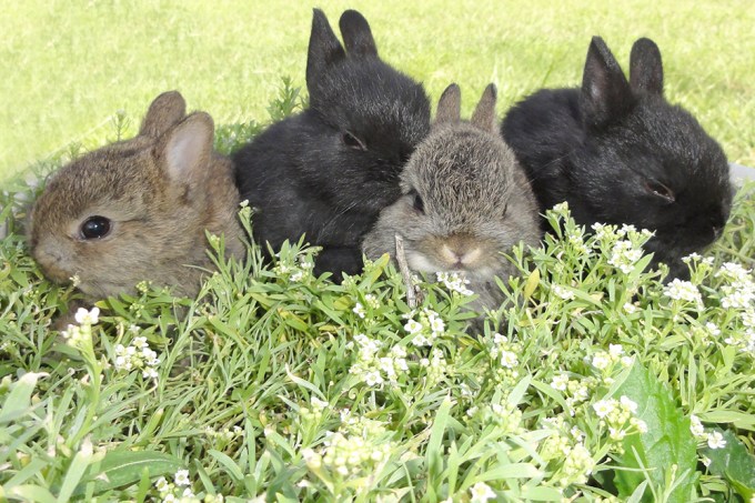 Ilha no Japão é um paraíso para quem gosta de coelhos