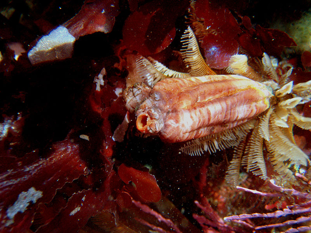 styela_montereyensis_in_california_tide_pools