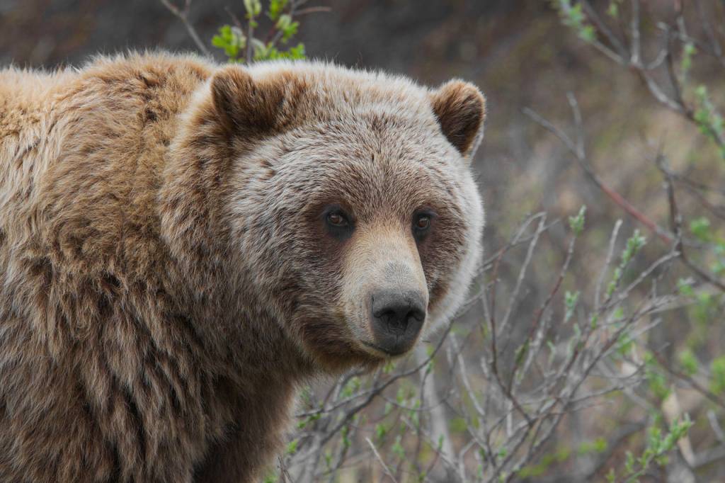 urso-trump