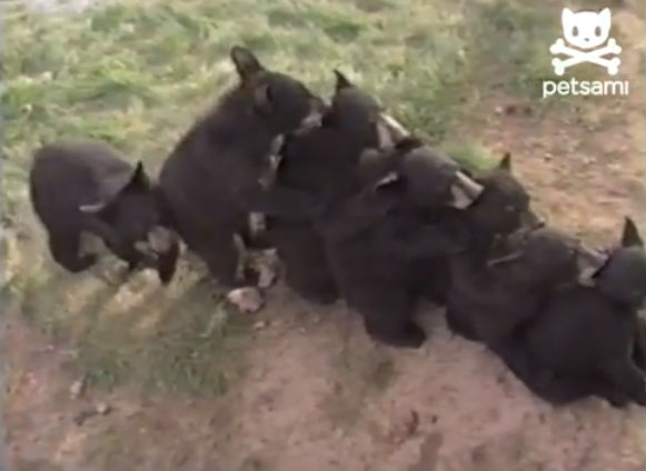 Ursos fazem “trem do amor”