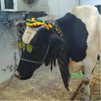 Game dá vaca de verdade para jogador com maior pontuação