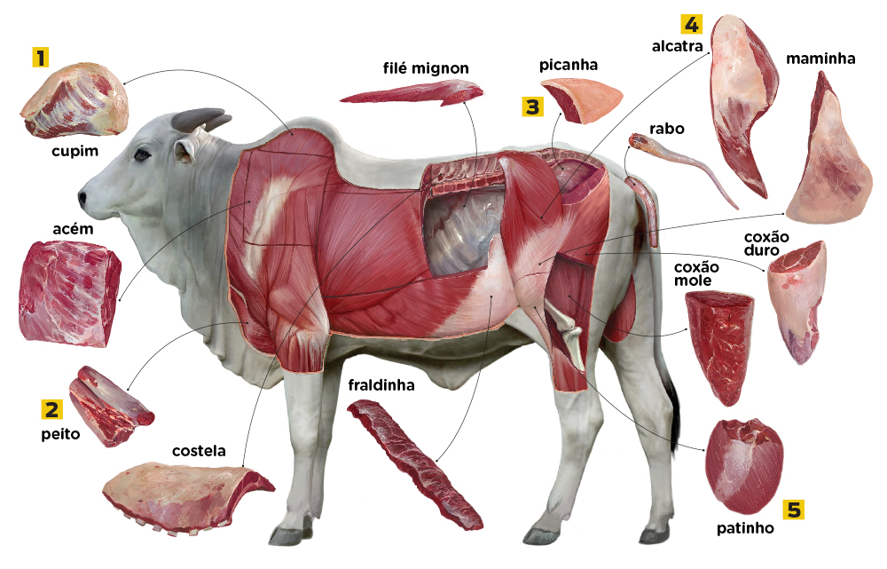 De que parte dos animais vêm as carnes que comemos? | Super