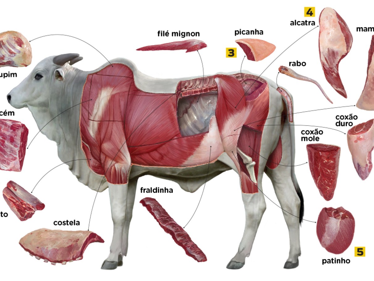 De que parte dos animais vêm as carnes que comemos? | Super