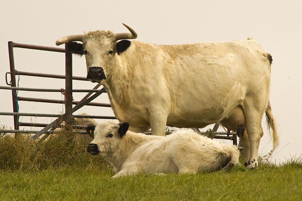 white_park_cow_with_calf_on_hambledon_hill_2
