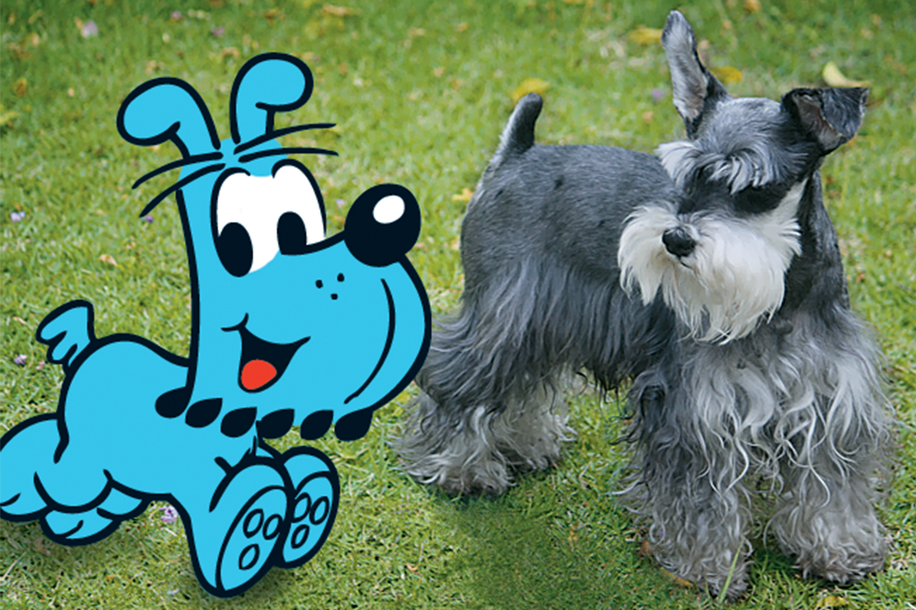 Bidu; Schnauzer