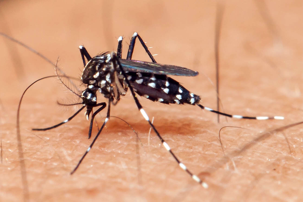 De onde veio o zika? Estudo traça caminho do vírus até o Brasil