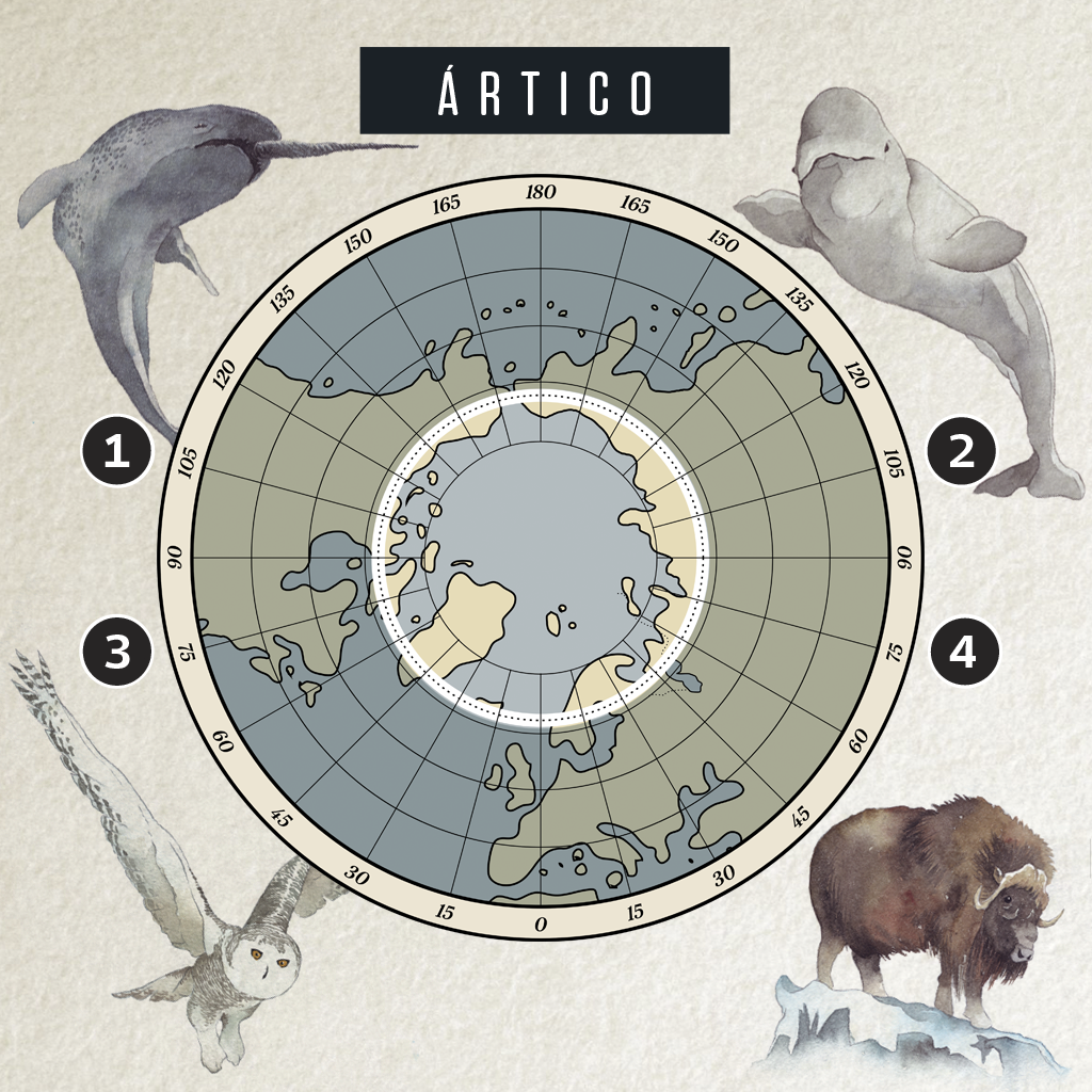 Infográfico com o mapa do Ártico visto de cima (delimitado pelo círculo polar ártico). Em volta, quatro ilustrações de animais que vivem lá: 1. Narval 2. Beluga =3. Coruja-do-Ártico 4. Boi-Almiscarado