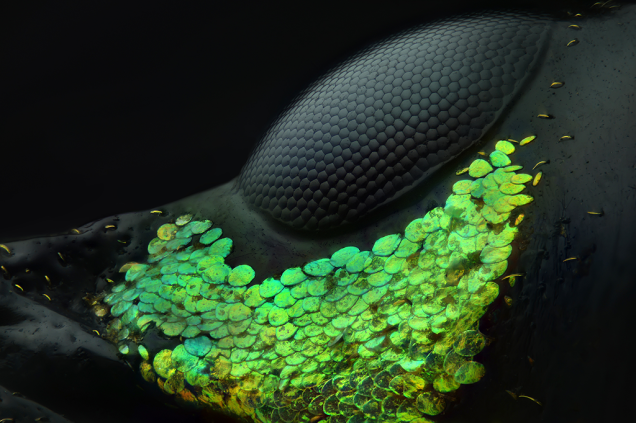 <span>A foto do olho de um besouro Metapocyrtus subquadrulifer foi aproximada 20 vezes, a ponto de revelar suas olheiras recobertas por escamas cor de esmeralda.</span>