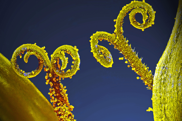 Zoom nos grãos de pólen de uma planta, vistos 3 vezes maiores que o normal