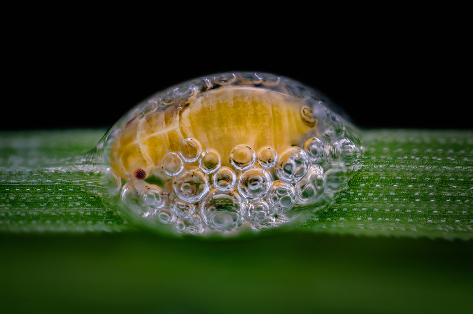 O rosto desses 8 insetos vistos por microscópio - Mega Curioso