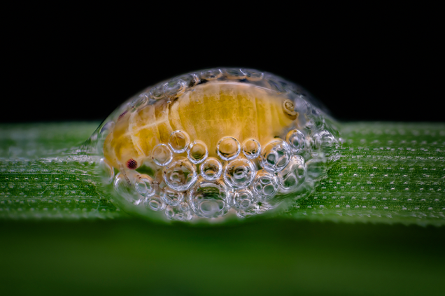 <span>Uma ninfa de Cercopoidea, tipo de </span><span>inseto hemíptero,</span><span> acomodada no interior de seu casulo de bolhas.</span><span></span>