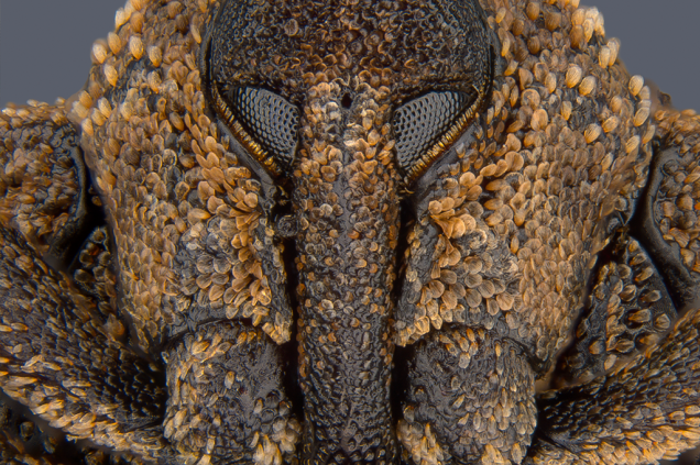 Este belo sorriso pertence a um exemplar de Sternochetus mangiferae, tipo de besouro conhecido popularmente como gorgulho da semente de manga<em></em>
