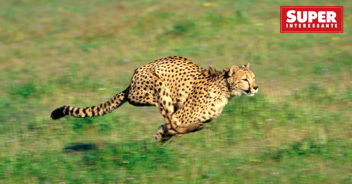 o puma é um animal que alcança velocidade de até