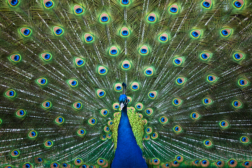 Pavão