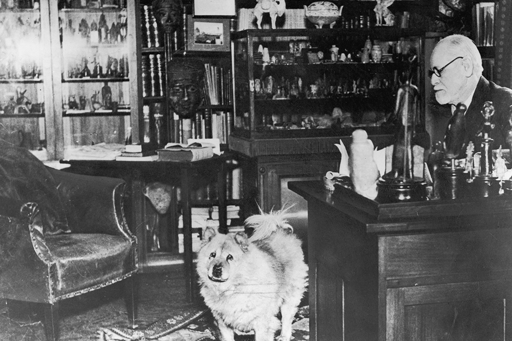 Cachorro do Freud – Jofi Cachorro do Freud – Jofi