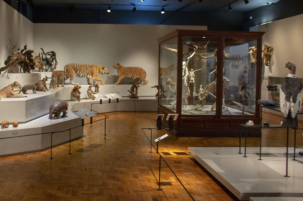 5 museus de ciência brasileiros que você precisa conhecer