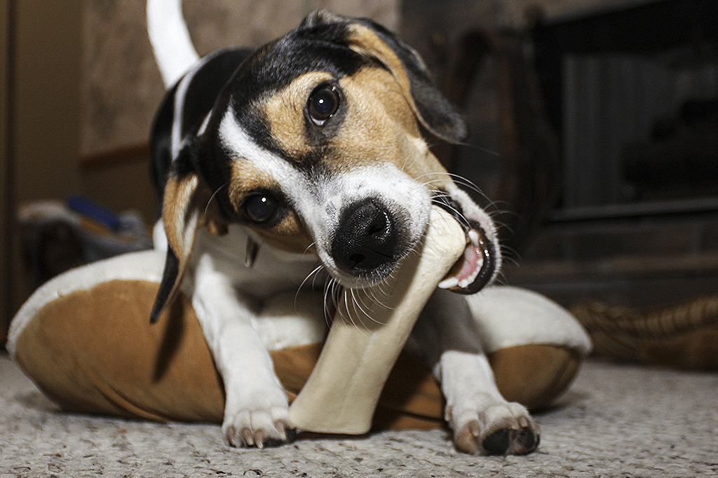 6 alimentos que podem prejudicar a saúde do seu bichinho de estimação