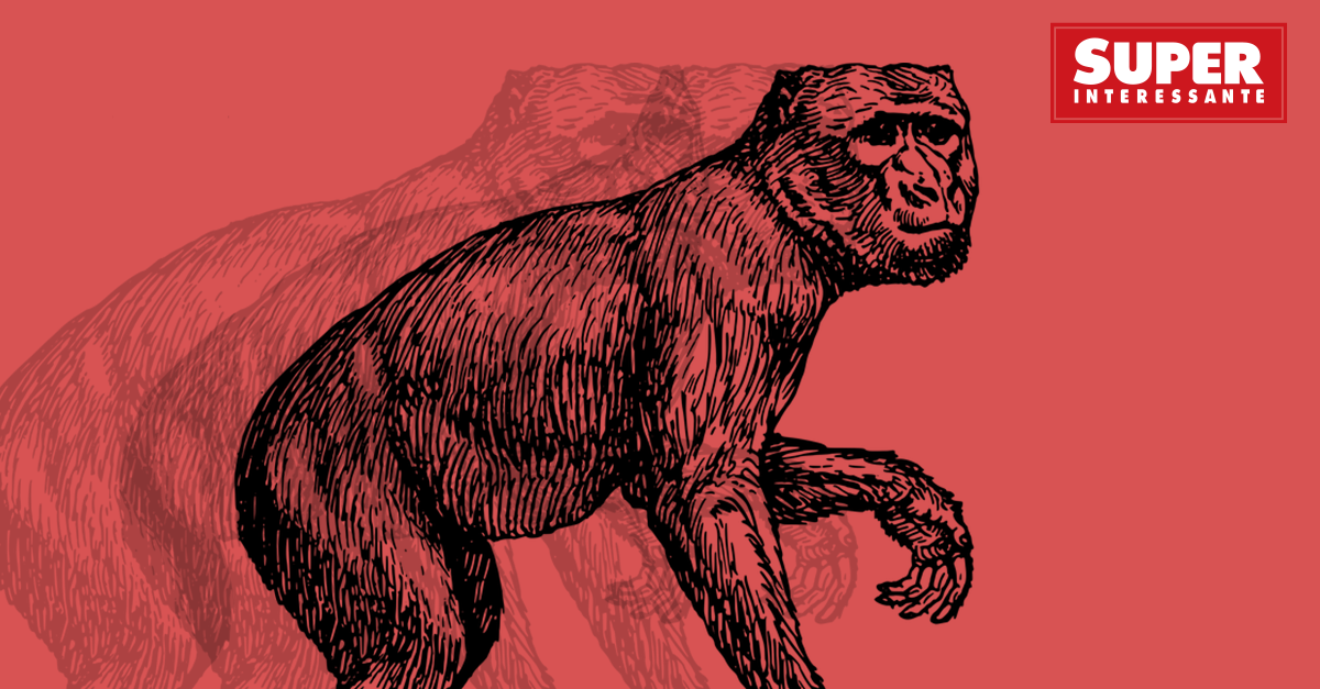 Teoria da Evolução: por que é errado dizer que viemos dos macacos