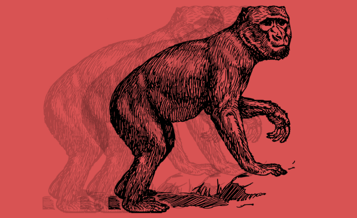 Se o homem evoluiu do macaco, por que ainda existem macacos?
