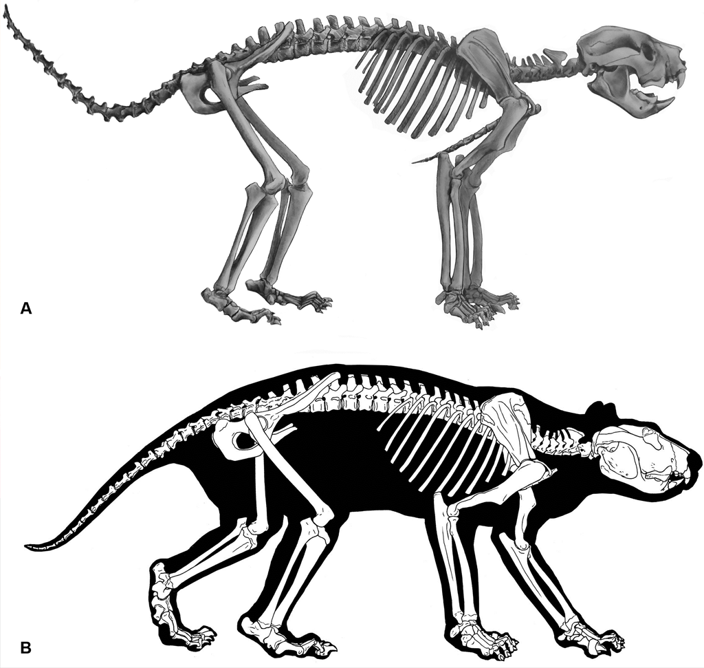 Marsupial