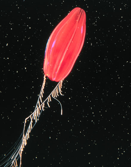 ctenophore ctenophore