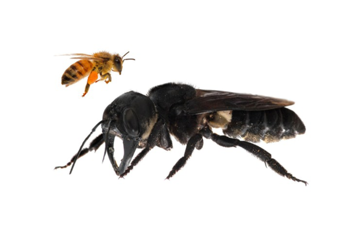 A razão pela qual amamos abelhas e odiamos marimbondos - BBC News Brasil