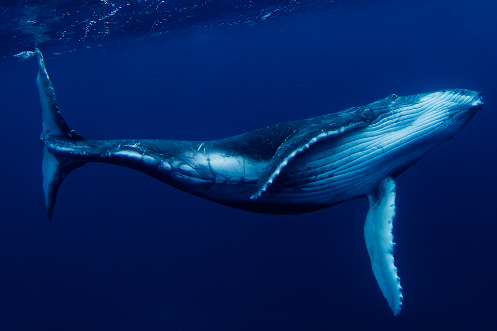 Featured image of post Imagens De Baleias : Conheça tudo sobre oito espécies de baleia, onde elas vivem, como se alimentam e quais seus hábitos e comportamentos.