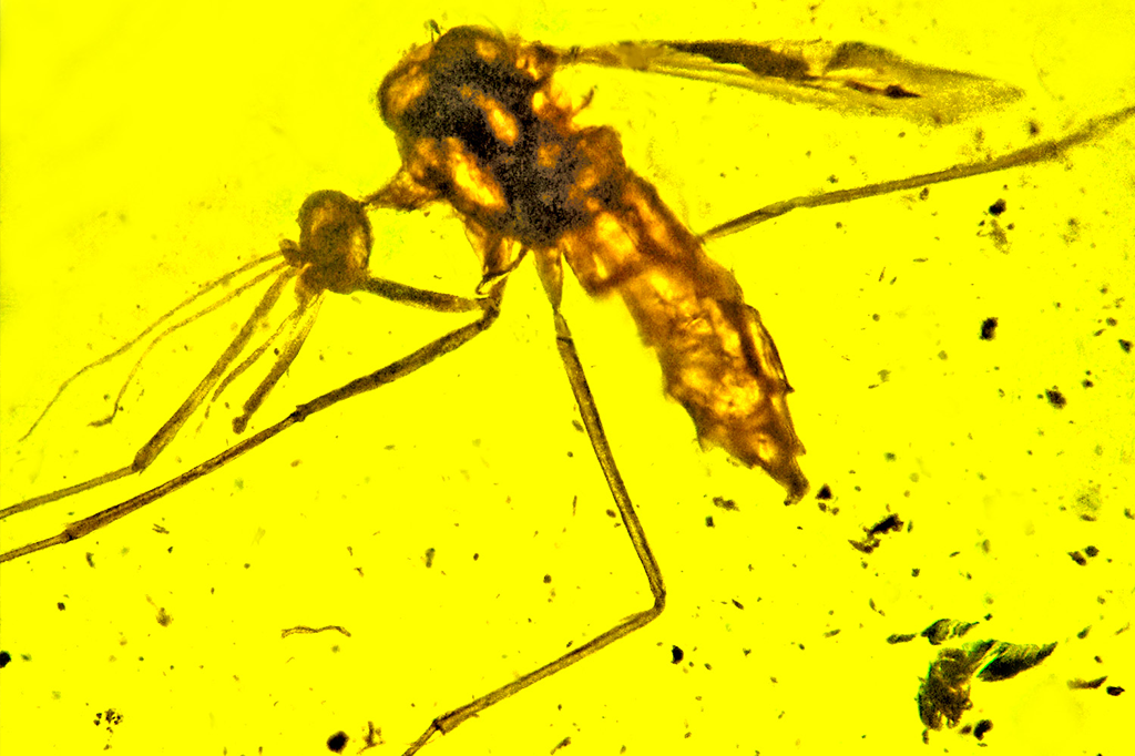 mosquito-malaria mosquito-malaria