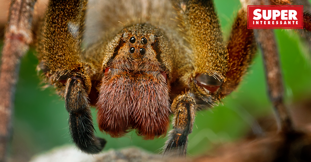 Veneno De Aranha Brasileira Pode Ajudar A Tratar Disfuncao Eretil Super