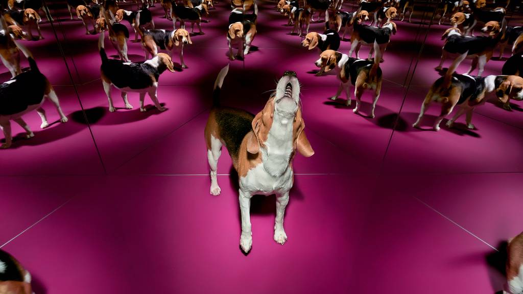 A fábrica de cachorros clonados