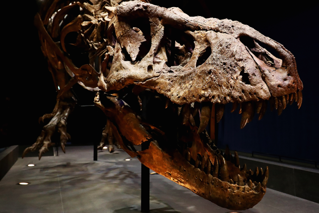 Tiranossauro Rex encontrado no Canadá em 1991 é o maior do mundo, Natureza