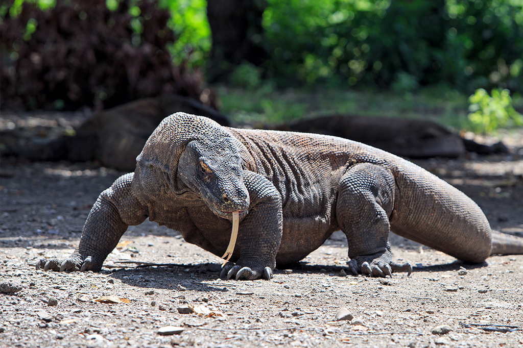 Indonesia Suspende Visitas Na Ilha De Komodo Apos Roubos De Dragoes Super