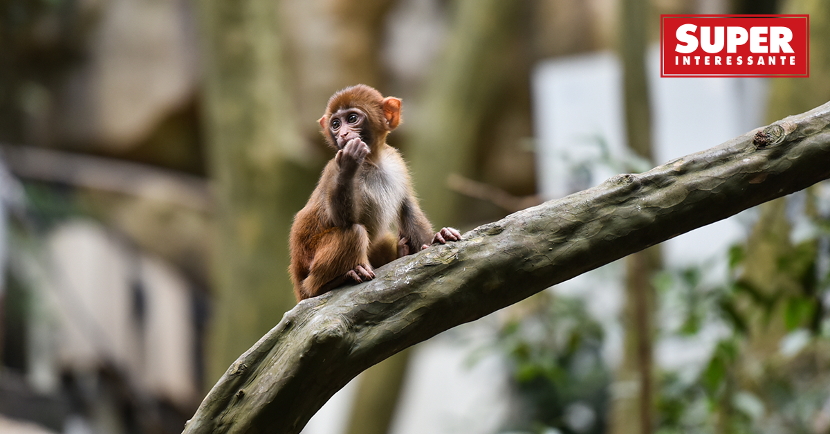 G1 - Chimpanzé 'gênia' comprova que inteligência varia entre primatas -  notícias em Ciência e Saúde