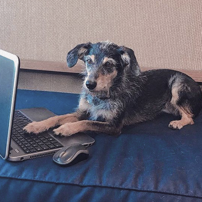 SI_CachorroInstagram_2