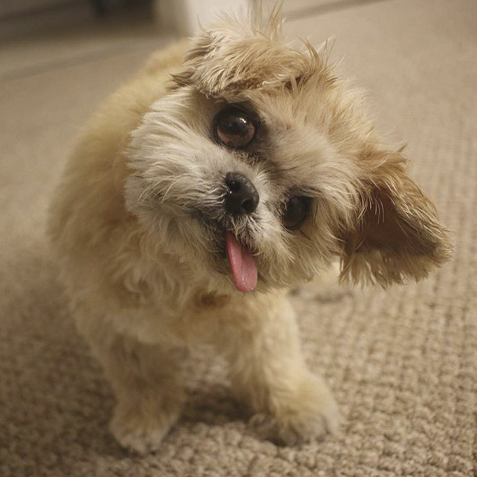 SI_CachorroInstagram_4