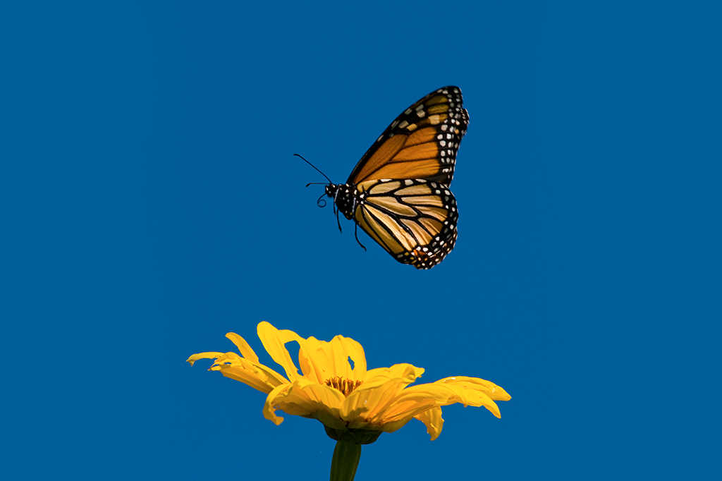 Mexicanos querem “mover” uma floresta para salvar borboletas-monarca