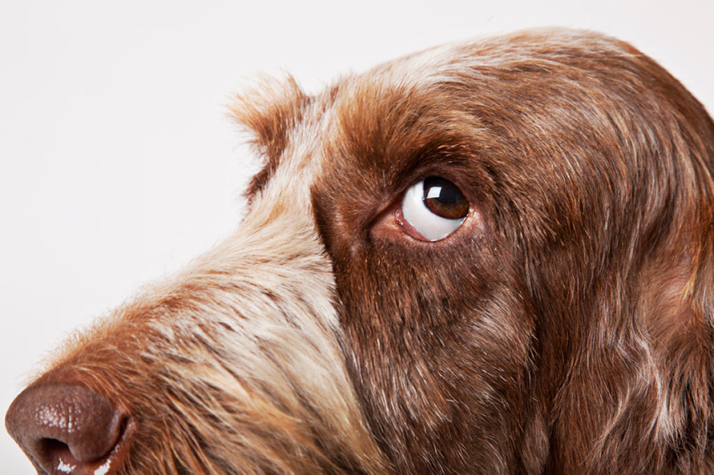 7 raças de cachorro de grande porte e como cuidar delas