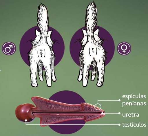 Anatomia do gato Anatomia do gato