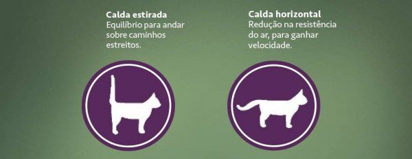 Anatomia do gato Anatomia do gato