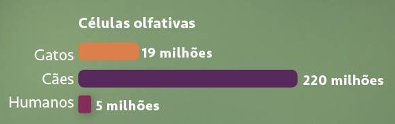 Anatomia do gato Anatomia do gato